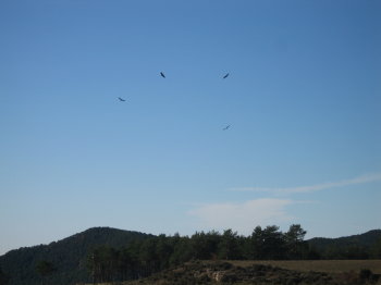 Voltors sobre el pla de Busa