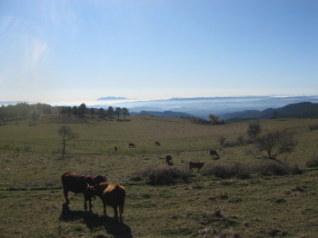 Vaques pasturant al pla de Busa. Montserrat al fons