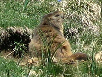 Marmota