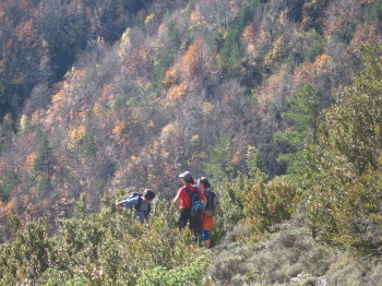 Bosc amb colors de tardor