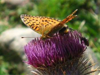 Insectes en una flor