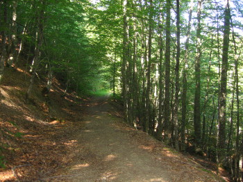 Fageda