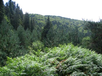 Vegetació a la Selva d'Irati