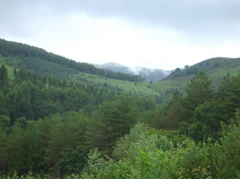 Contrast de verds de diferents tipus d'arbres