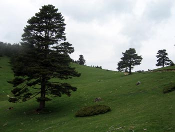 El Pla de l'Orri en plena primavera