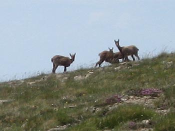 És freqüent trobar isards en les parts més altes del Parc