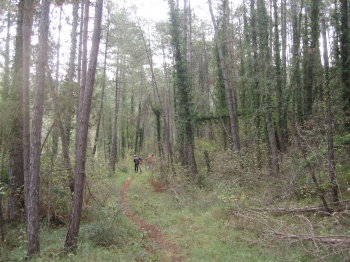 Camí prop de la riera